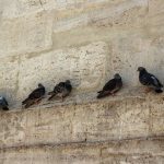Dépigeonnisation à paris : quelles techniques pour quels besoins