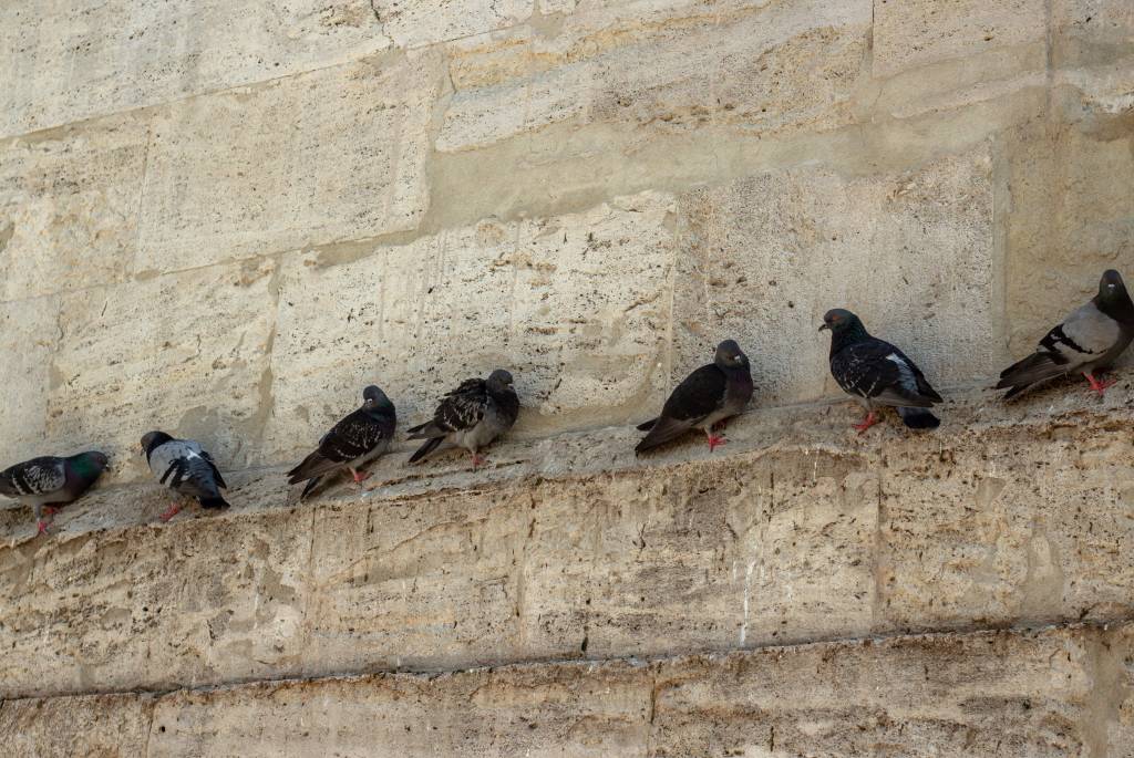 Dépigeonnisation à paris : quelles techniques pour quels besoins